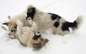 snow dogs