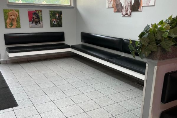 Dog Waiting Area