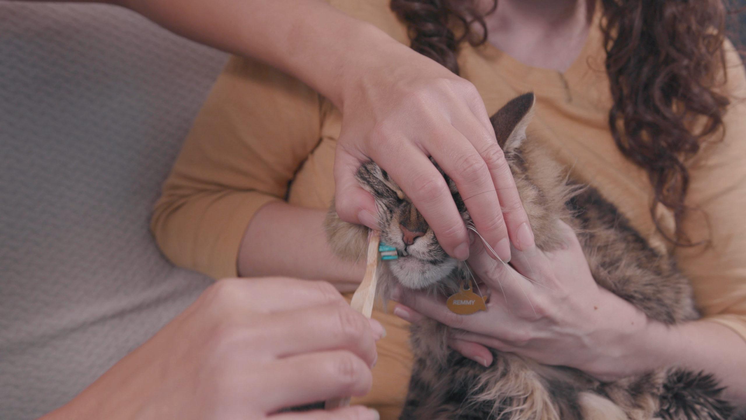 How to brush your cat’s teeth