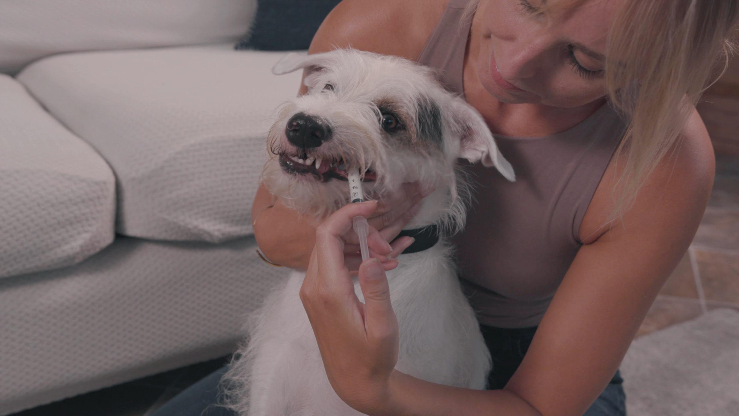 How to give your dog liquid medication